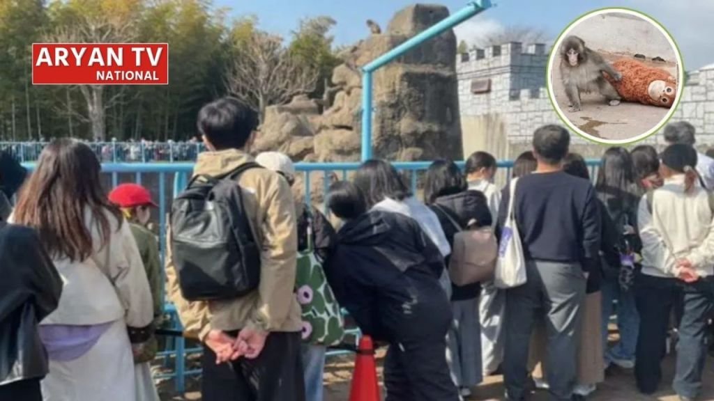 Current image: Punch Monkeys