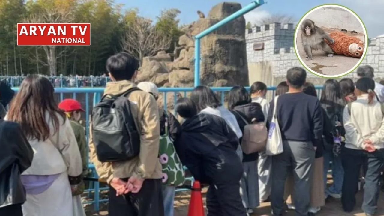 पंच बंदर बना जापान का सुपरस्टार, एक झलक पाने को जापान के Zoo में उमड़ी भीड़