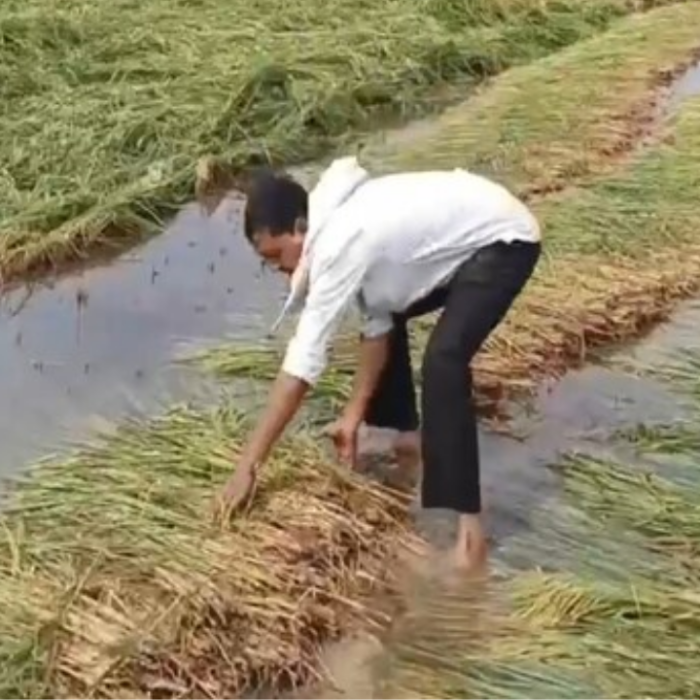 फसल बीमा योजना: बारिश-ओलों से फसल खराब? ऐसे मिलेगा पूरा मुआवजा, यहां जानें आसान तरीका