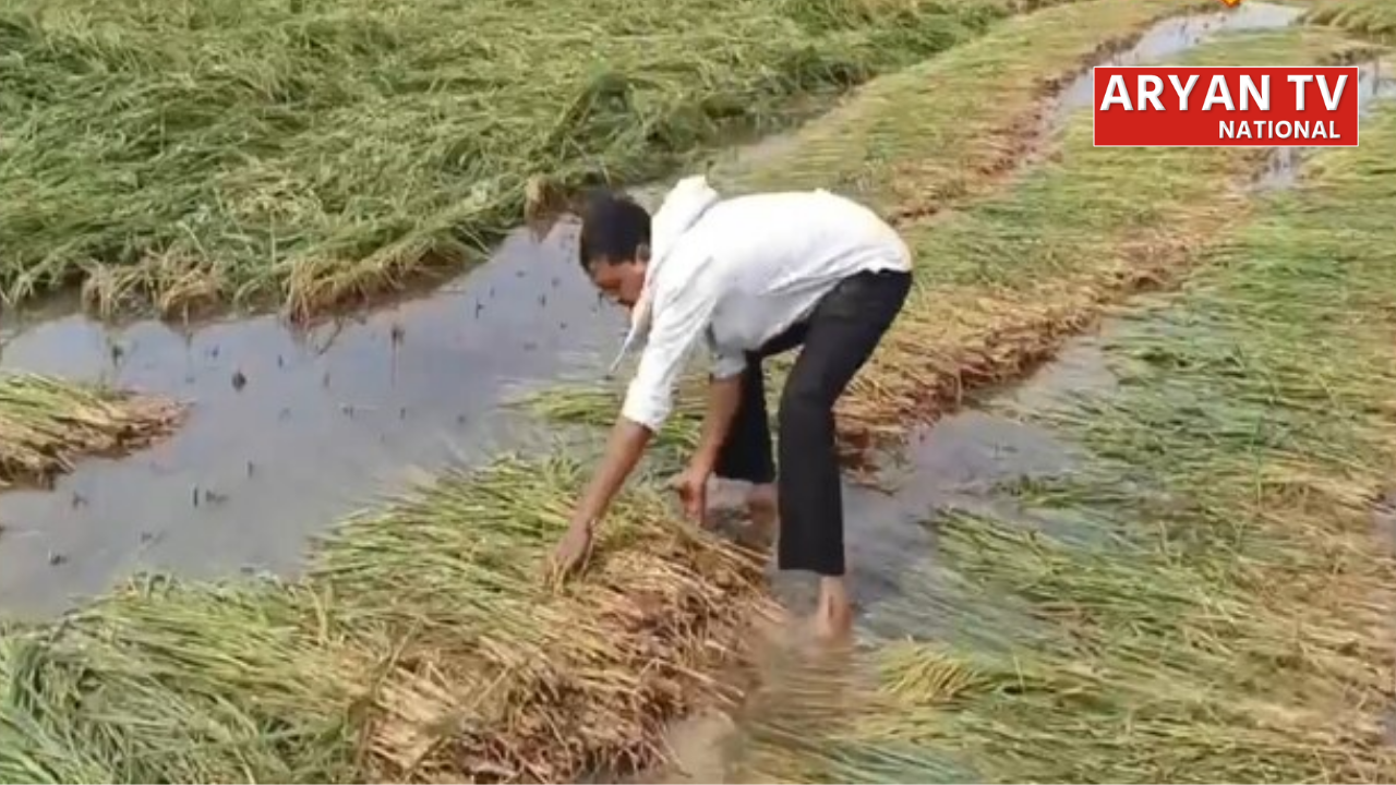फसल बीमा योजना: बारिश-ओलों से फसल खराब? ऐसे मिलेगा पूरा मुआवजा, यहां जानें आसान तरीका
