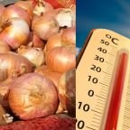 प्याज के फायदे