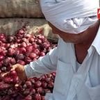 प्याज का ताजा भाव