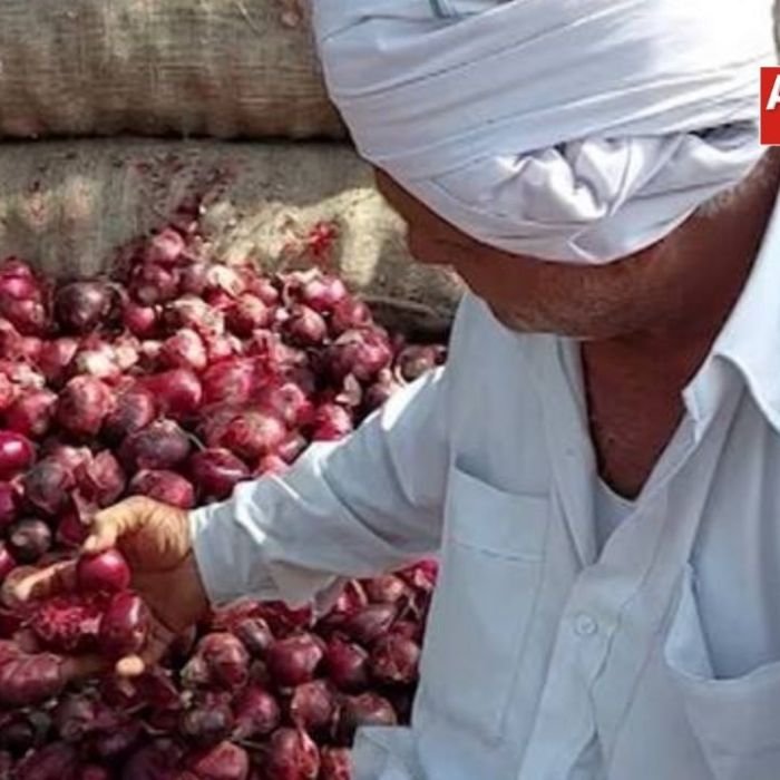 प्याज का ताजा भाव: 50 पैसे किलो तक पहुंची कीमत, महाराष्ट्र के किसान बोले- अब कैसे चलेगा घर?